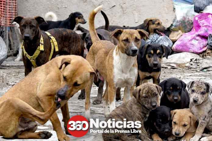 perros ley de caza